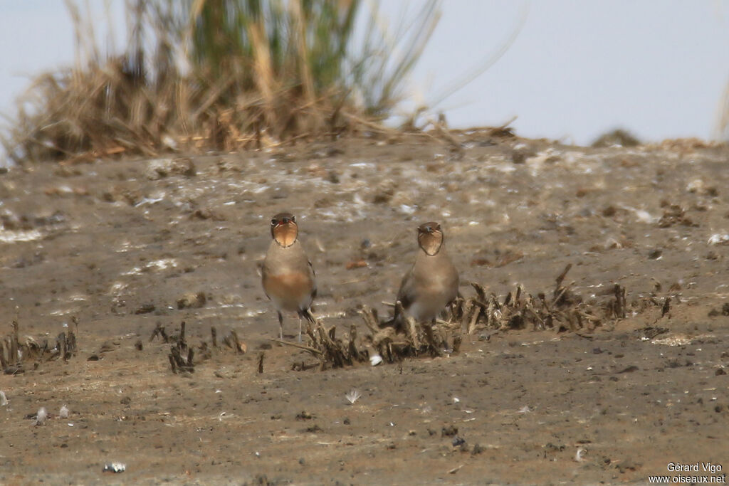 Collared Pratincoleadult