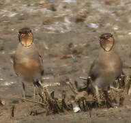 Collared Pratincole