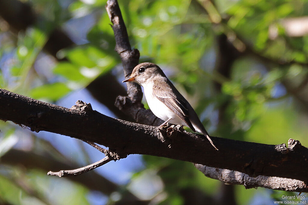 Asian Brown Flycatcheradult