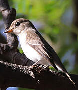 Asian Brown Flycatcher