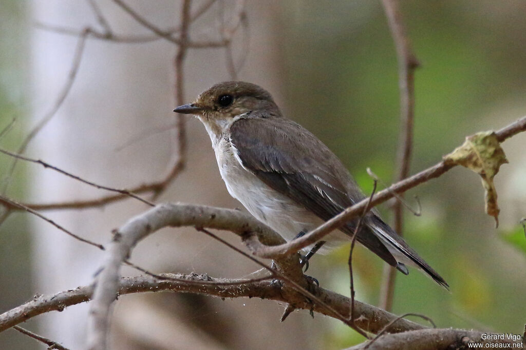 Swamp Flycatcheradult