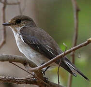 Swamp Flycatcher