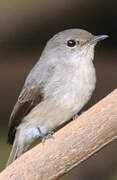 Swamp Flycatcher