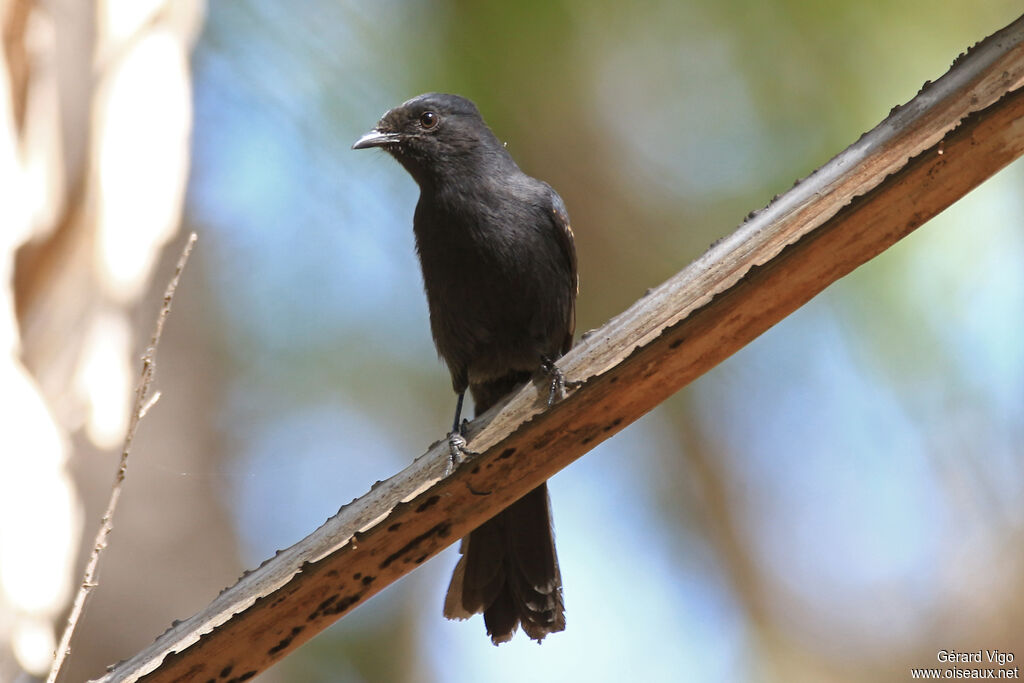 Northern Black Flycatcheradult