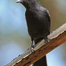 Gobemouche drongo
