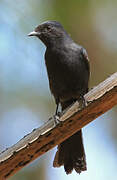 Gobemouche drongo