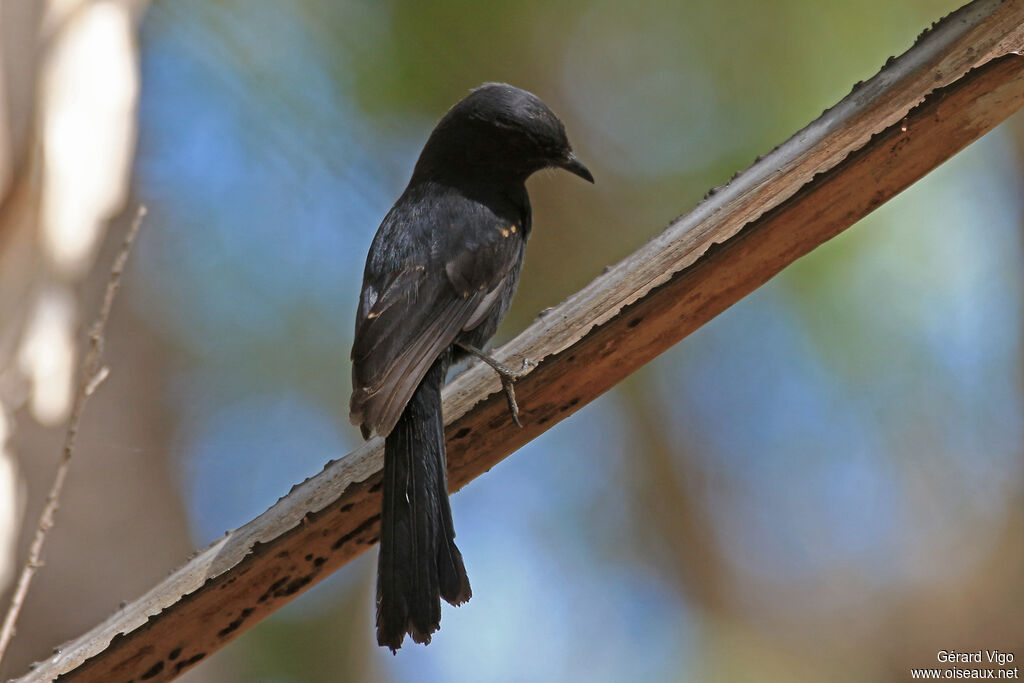 Northern Black Flycatcheradult