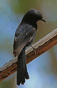 Northern Black Flycatcher