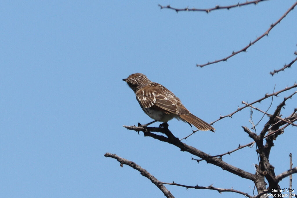 Gobemouche du Marico