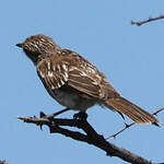 Gobemouche du Marico