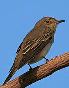 Spotted Flycatcher