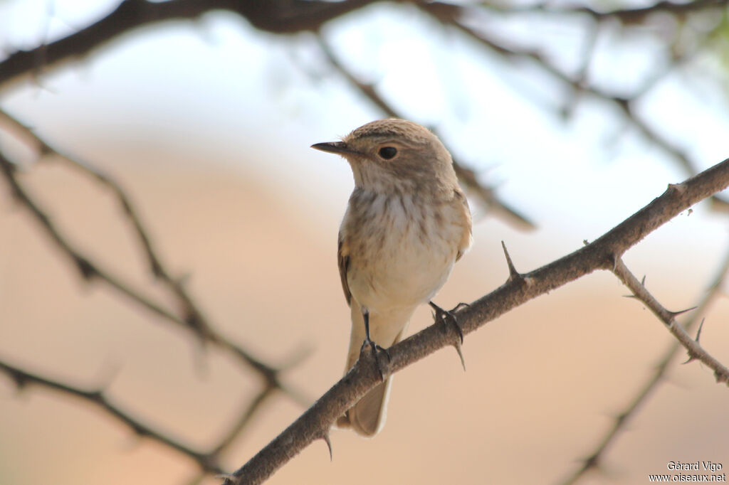 Spotted Flycatcheradult