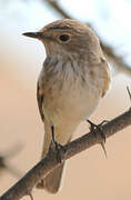 Spotted Flycatcher