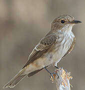 Spotted Flycatcher