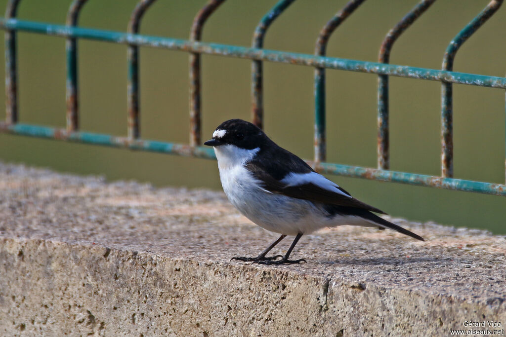 European Pied Flycatcher male adult breeding