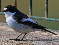 European Pied Flycatcher