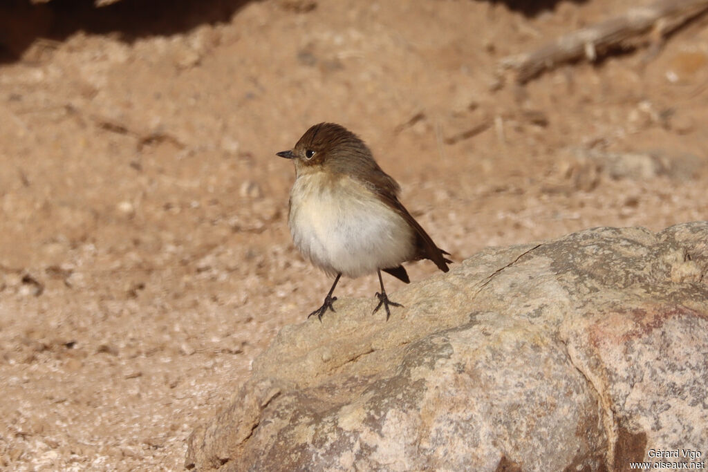 European Pied Flycatcher female adult