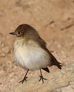 European Pied Flycatcher