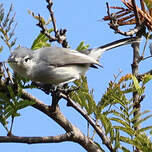 Gobemoucheron à face blanche