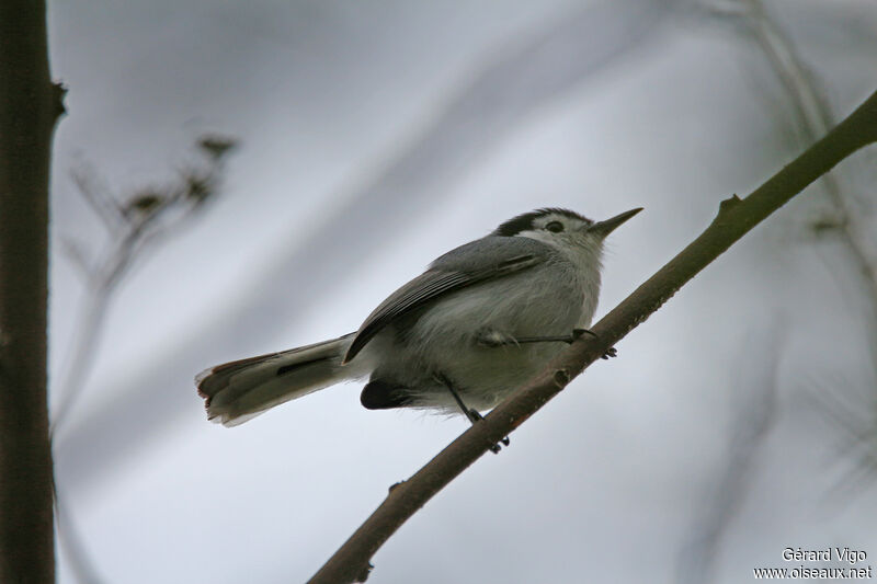 White-browed Gnatcatcher male adult