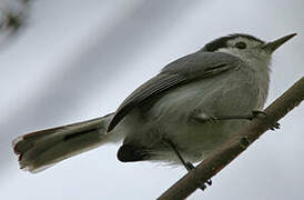 White-browed Gnatcatcher