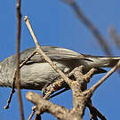 Gobemoucheron gris-bleu