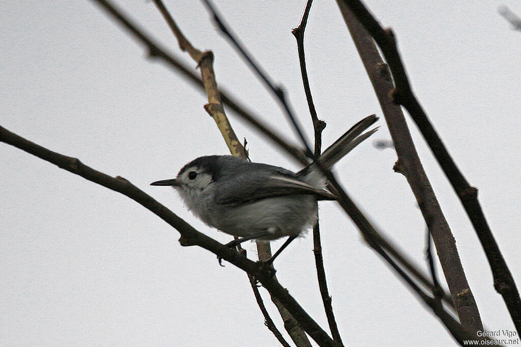 Tropical Gnatcatcher male adult