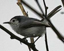 Tropical Gnatcatcher