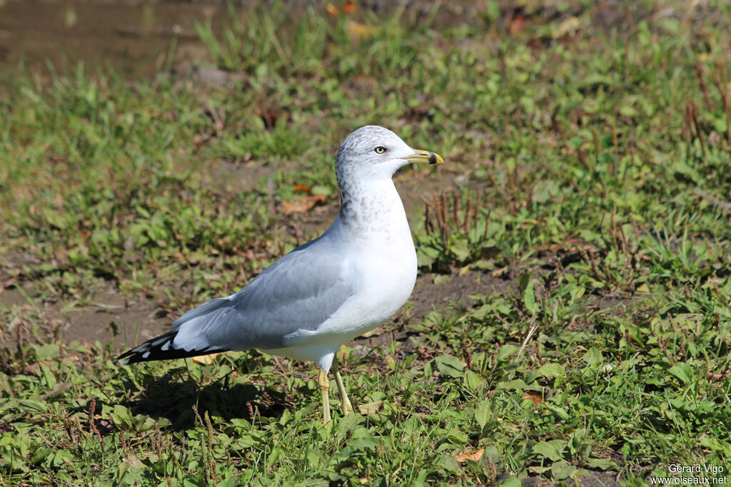 Ring-billed Gulladult