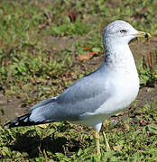 Ring-billed Gull