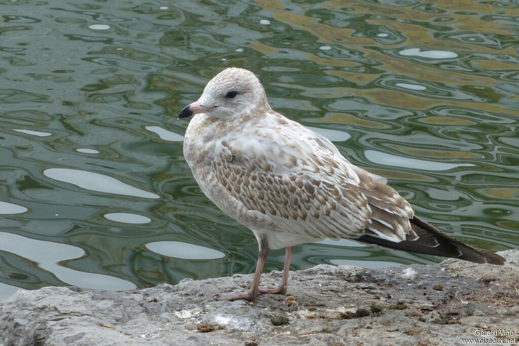 Ring-billed Gulljuvenile