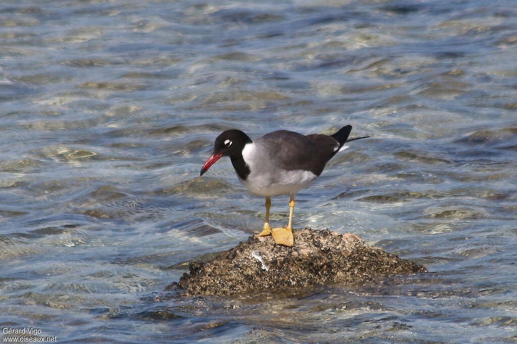 White-eyed Gulladult, identification, Flight