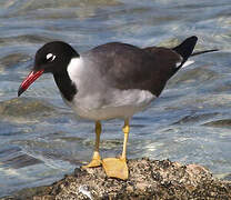 White-eyed Gull