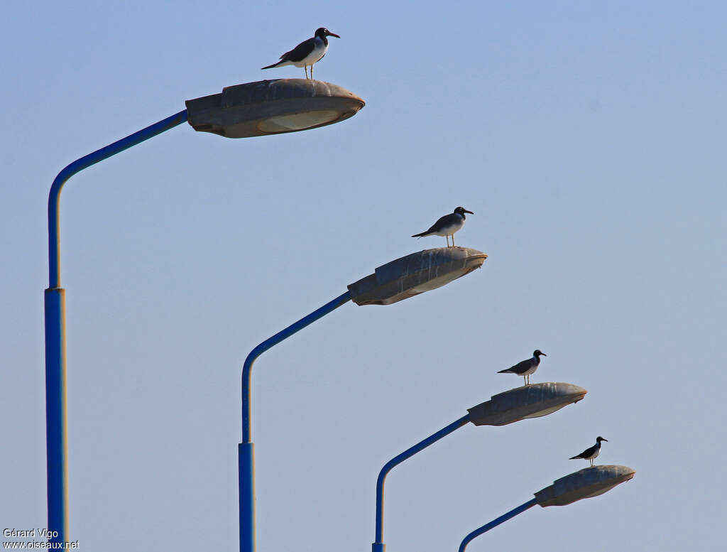 White-eyed Gull, Behaviour