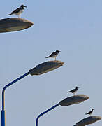 White-eyed Gull