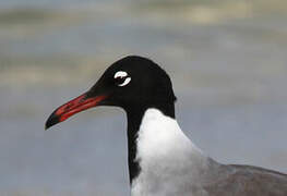 White-eyed Gull