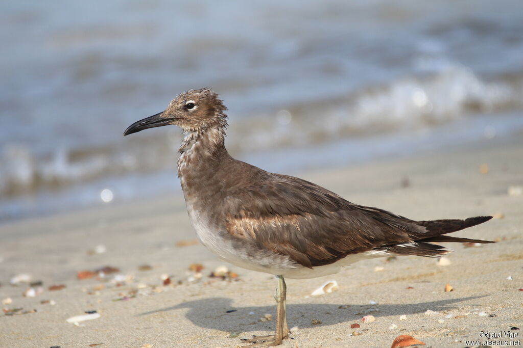 White-eyed Gulljuvenile