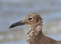 White-eyed Gull