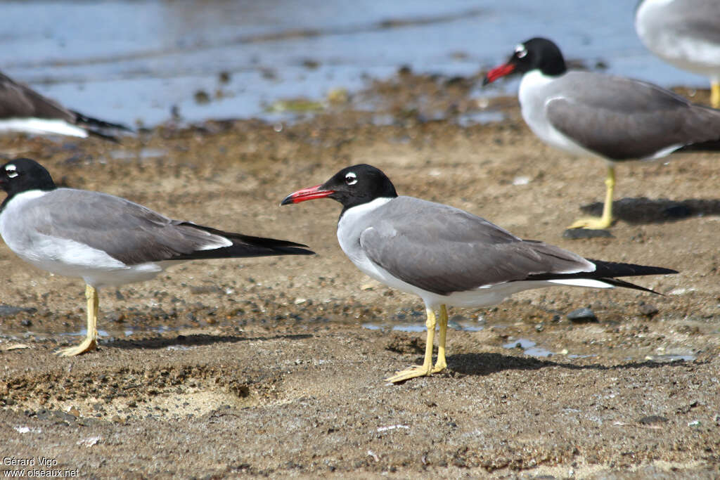 White-eyed Gulladult breeding, identification