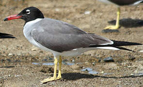 White-eyed Gull