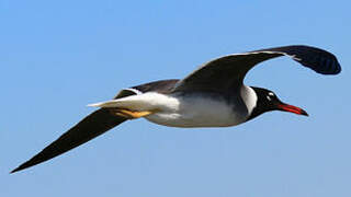 White-eyed Gull