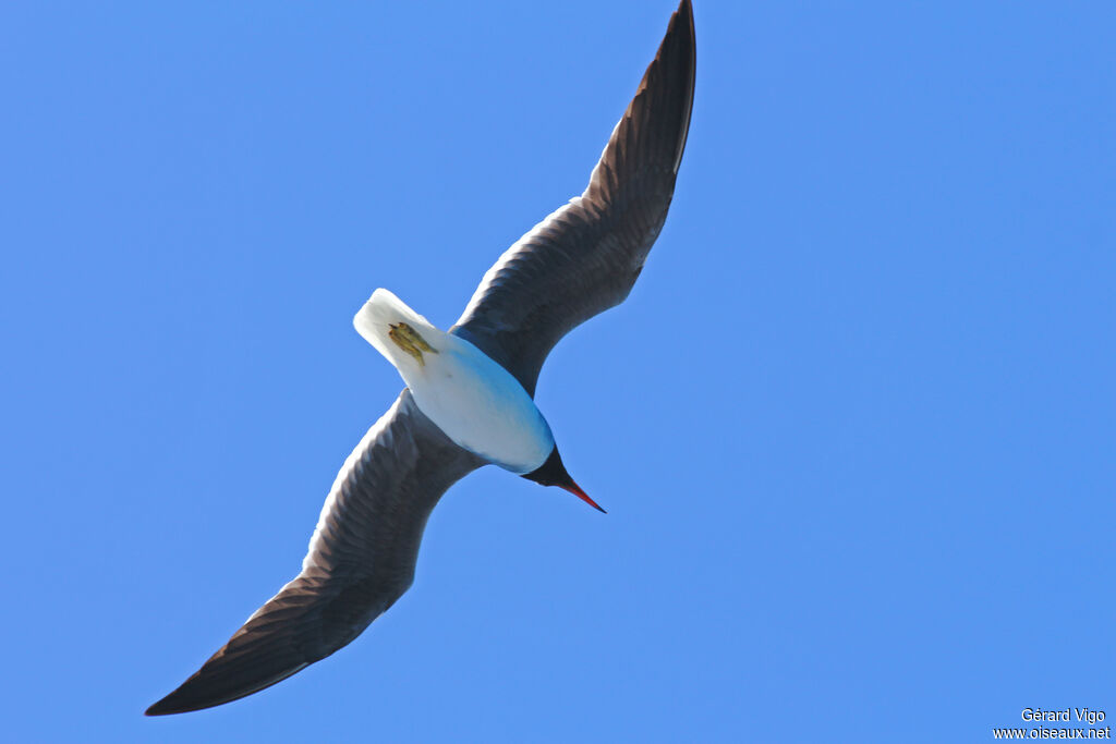 White-eyed Gulladult, Flight