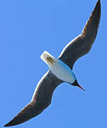 White-eyed Gull