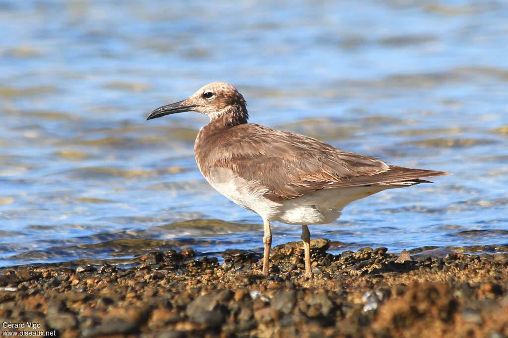 White-eyed Gulljuvenile, identification