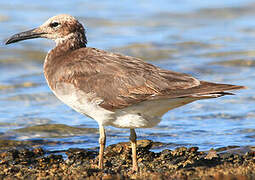 White-eyed Gull