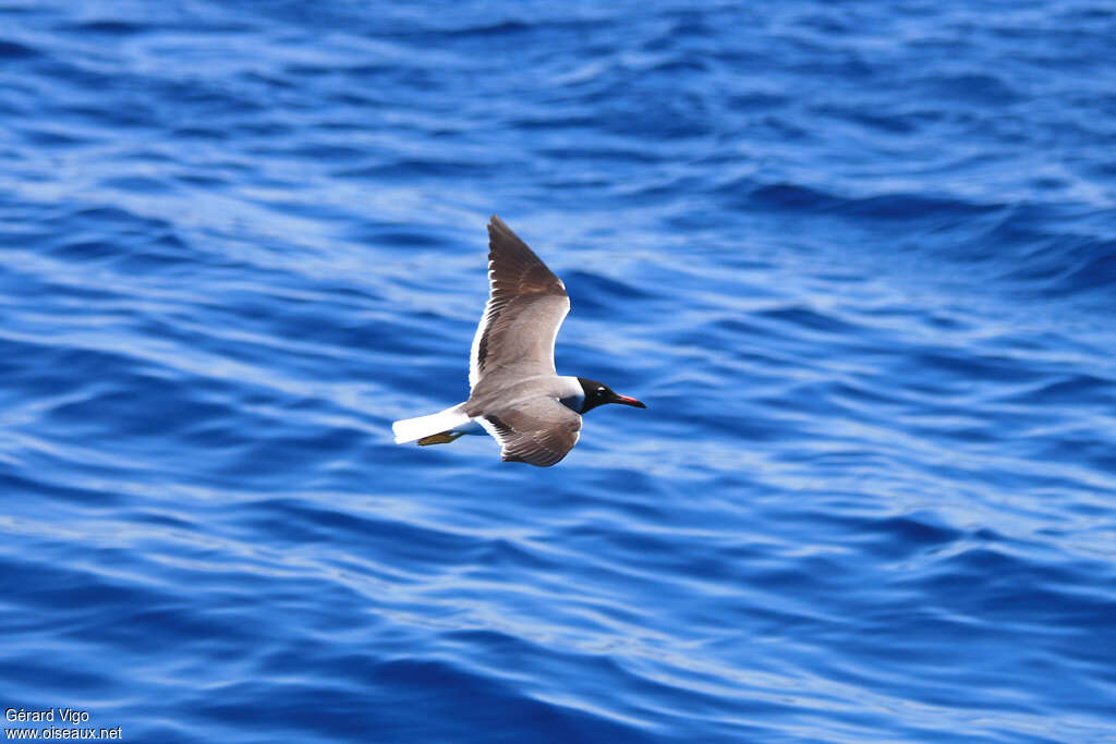 White-eyed Gulladult, pigmentation, Flight