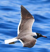 White-eyed Gull