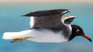 White-eyed Gull