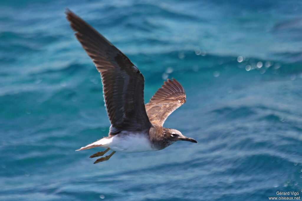 White-eyed Gulljuvenile, Flight