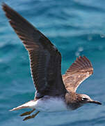 White-eyed Gull